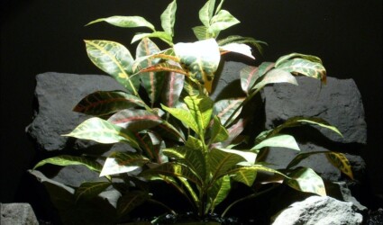 Design Portfolio Reptile Plants & Succulents 102 reptile habitat plants croton leaves bush srp075 ron beck designs