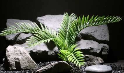 Design Portfolio Reptile Plants & Succulents 92 plastic reptile snake habitat plant cycas palm custom | ron beck designs prp039