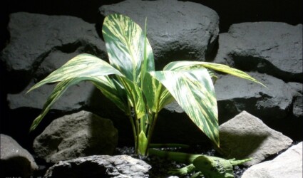 Design Portfolio Reptile Plants & Succulents 260 reptile habitat plants dracena lvs vargtd sarp047 ron beck designs