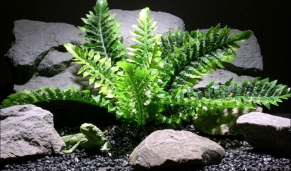 reptile habitat plants fern real touch srp019 silk latex ron beck designs reptile habitat plants fern real touch srp019 silk latex ron beck designs
