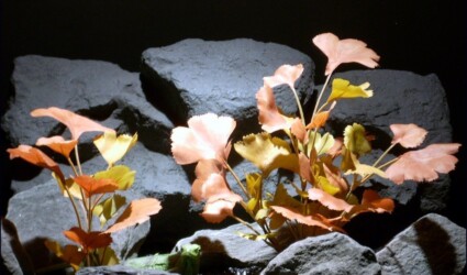 Design Portfolio Reptile Plants & Succulents 103 silk reptile habitat plants ginko leaves falls srp068 ron beck designs