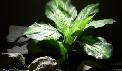 reptile habitat plants hosta leaves sap 413 silk ron beck designs reptile habitat plants hosta leaves sap 413 silk ron beck designs