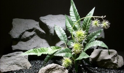 reptile habitat plants mars one sap410 ron beck designs reptile habitat plants mars one sap410 ron beck designs