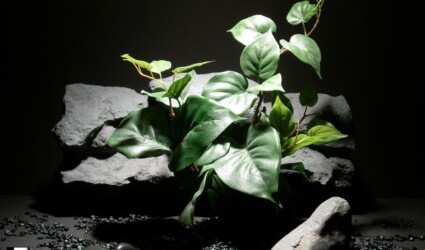 silk reptile habitat plants: philo bush sap383, silk, ron beck designs reptile habitat plants philo bush sap383, silk, ron beck designs