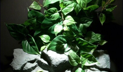 Design Portfolio Reptile Plants & Succulents 94 reptile habitat plants philo lvs wall mount silk hsrp062 ron beck designs