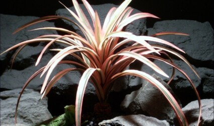 Design Portfolio Reptile Plants & Succulents 251 silk reptile habitat plants red dracena bush srp048 ron beck designs