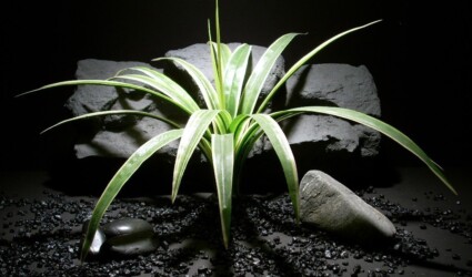 Design Portfolio Reptile Plants & Succulents 98 reptile habitat plants spider onreptile habitat plants spider onion grass sap307 silk ron beck designsion grass sap307 silk ron beck designs