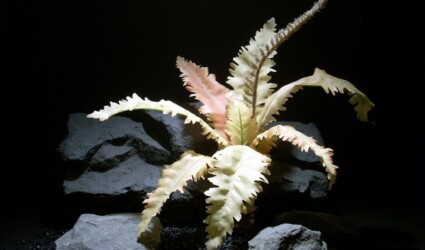 Design Portfolio Reptile Plants & Succulents 253 reptile or snake habitat plants staghorn fern srp012 silk ron beck designs