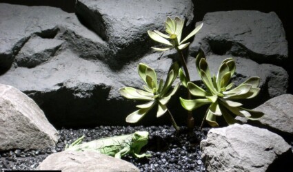 reptile habitat plants succulent 3pcs prp005 ron beck designs reptile habitat plants succulent 3pcs prp005 ron beck designs