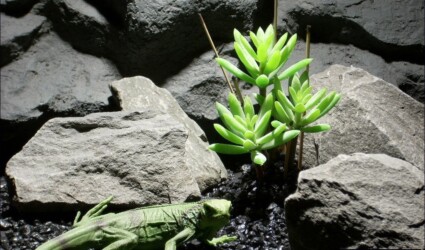 reptile habitat plants succulent bmb prp031 plstc. ron beck designs reptile habitat plants succulent bmb prp031 plstc. ron beck designs
