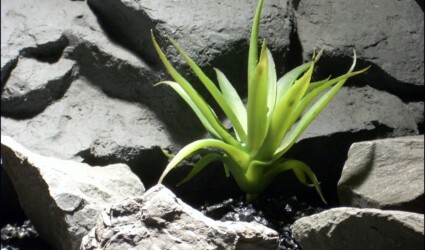 Design Portfolio Reptile Plants & Succulents 95 reptile habitat plants succulent prp053 plstc. latex ron beck designs