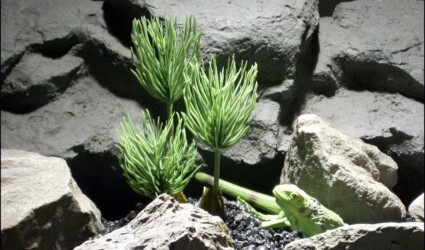 reptile plants: succulent pine grass reptile plants: succulent pine grass