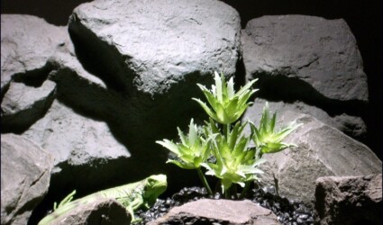 Design Portfolio Reptile Plants & Succulents 255 reptile habitat plants succulent star points prp066 plstc. ron beck designs