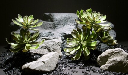 reptile decor plants: succulent pap197 ron beck designs reptile decor plants: succulent pap197 ron beck designs