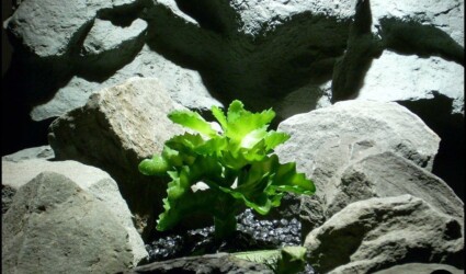 artificial reptile plant succulent prp120 ron beck designs