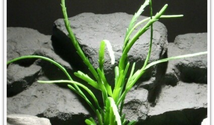 reptile plants | succulent | prp055 reptile plants | succulent | prp055
