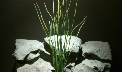 plastic aquarium plants high reeds pap091 ron beck designs plastic aquarium plants high reeds pap091 ron beck designs