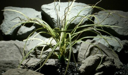 plastic aquarium plant mad grass pap095 ron beck designs plastic aquarium plant mad grass pap095 ron beck designs