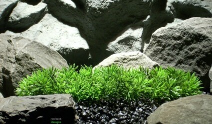 plastic aquarium plant turf grass plot pap094 ron beck designs plastic aquarium plant turf grass plot pap094 ron beck designs