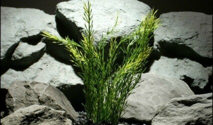 plastic aquarium plant green wheat grass pap099 by ron beck designs plastic aquarium plant green wheat grass pap099 by ron beck designs