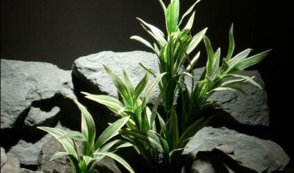 silk reptile plant: spider bushs sap104 silk reptile plant: spider bushs by ron beck designs