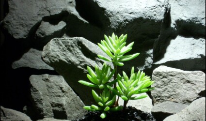 Design Portfolio Reptile Plants & Succulents 105 reptile snake plant succulent by ron beck designs