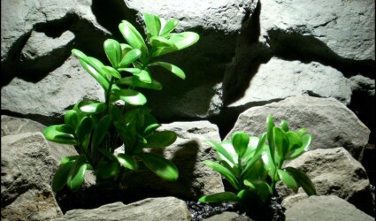 Design Portfolio Reptile Plants & Succulents 262 plastic aquarium plant jade plant bush's pap114 by ron beck designs