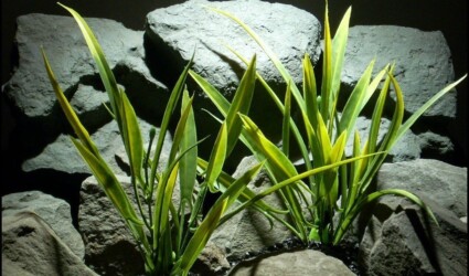 Design Portfolio Reptile Plants & Succulents 273 plastic aquarium plant arrowhead grass set 2 pap117 by ron beck designs