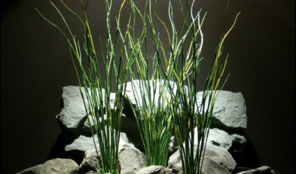 Design Portfolio Reptile Plants & Succulents 274 plastic aquarium plants high reeds set of 3 by ron beck designs custom order 10 2015