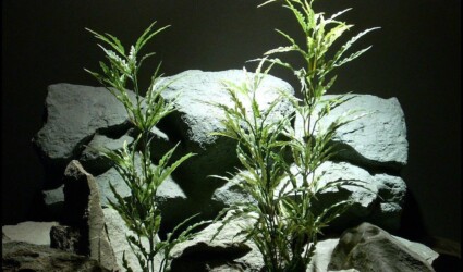 Design Portfolio Reptile Plants & Succulents 272 artificial aquarium plants ming aralia set 2 pap122 ron beck designs