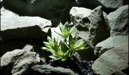 Design Portfolio Reptile Plants & Succulents 265 reptile plant snake habitat succulent prp126 from ron beck designs