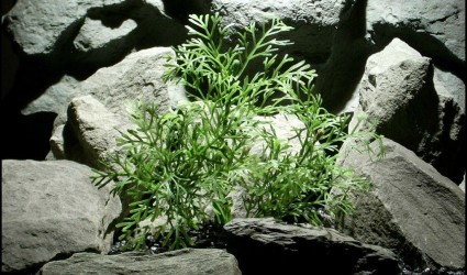 Design Portfolio Aquarium Decor Plants 106 plastic aquarium plants dill bush pap129 from ron beck designs