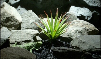 reptile snake habitat plants: yucca succulent psrp132 reptile snake habitat plants yucca succulent psrp132 from ron beck designs