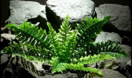 Design Portfolio Reptile Plants & Succulents 269 silk reptile or snake habitat plant fern real touch srp128