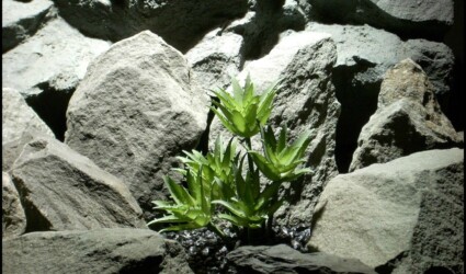 artificial succulent reptile plants star point psrp137 from ron beck designs