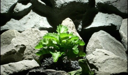 artificial succulent snake habitat plant or reptile plant psrp141 artificial succulent snake habitat plant or reptile plant psrp141 from ron beck designs