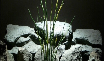 artificial aquarium plants high reeds pap140 from ron beck designs
