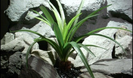 Design Portfolio Reptile Plants & Succulents 268 silk reptile plant spider plant with fir bark trunk from ron beck designs