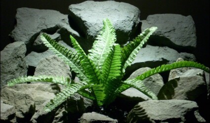 Design Portfolio Reptile Plants & Succulents 266 silk reptile plant boston fern srp146 from ron beck designs