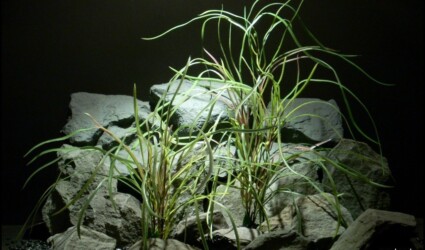 plastic aquarium plants pearl grass pair pap150 plastic aquarium plants pearl grass pair pap150 from ron beck designs