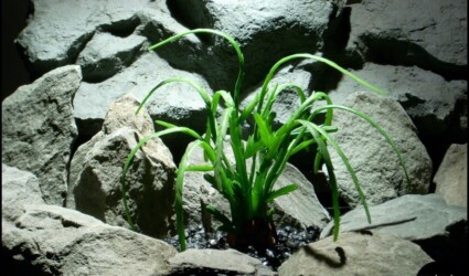 reptile plant: pencil succulent psrp149 reptile plant: pencil succulent psrp149 from ron beck designs