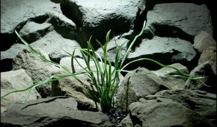 Design Portfolio Aquarium Decor Plants 101 plastic aquarium plant seagrass pap154 from ron beck designs
