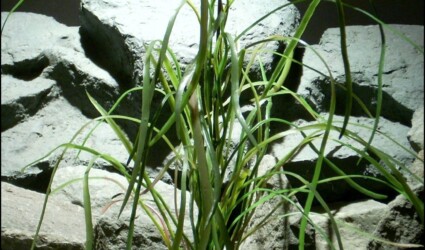 plastic aquarium plant pearl grass custom order from ron beck designs 1077 1208