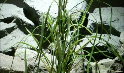 Design Portfolio Aquarium Decor Plants 100 plastic aquarium plant pearl grass custom order from ron beck designs 1077 1208