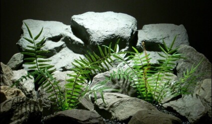 Design Portfolio Reptile Plants & Succulents 250 plastic reptile plants: boston fern prp158 from ron beck designs.