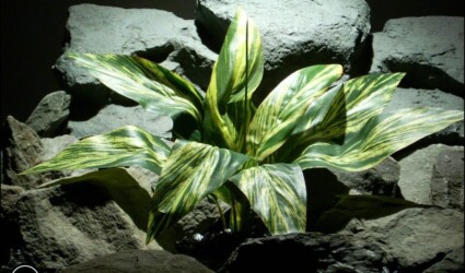 silk aquarium plant or silk reptile plant: dracaena leaves sarp159 from ron beck designs.