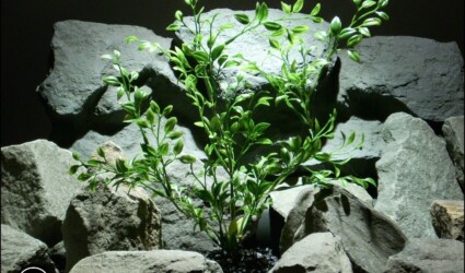 plastic aquarium plant: tea leaf pap165 from ron beck dedsigns