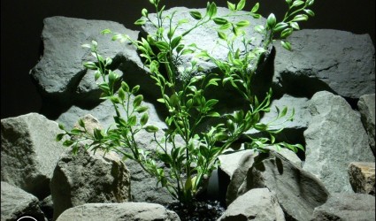 Design Portfolio Aquarium Decor Plants 97 plastic aquarium plant: tea leaf pap165 from ron beck dedsigns