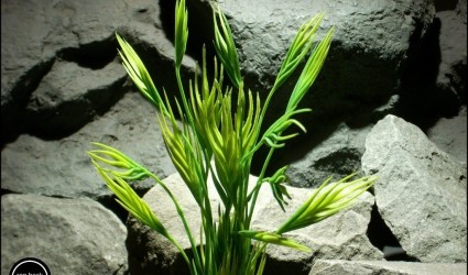 Design Portfolio Aquarium Decor Plants 93 plastic aquarium plant mermaid grass 2 pap175 from ron beck designs