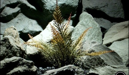 plastic aquarium plant spiked fern pap178 from ron beck designs